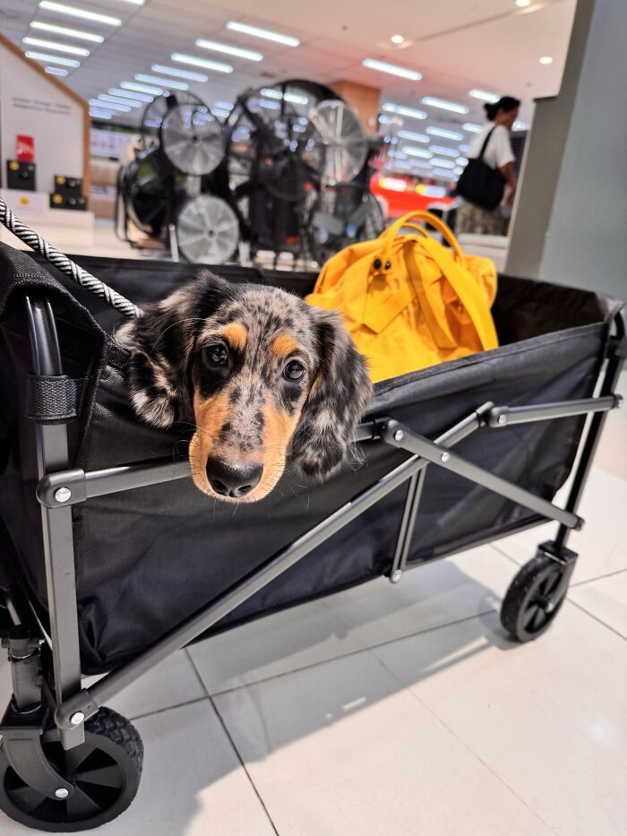 He Has 2 Beds At Home, A Wide Selection Of Toys, A Bed In The Car, A Wagon With His Own Backpack, & A Doxie Pillow That He Loves To Cuddle. He’s Definitely Spoiled 🤣