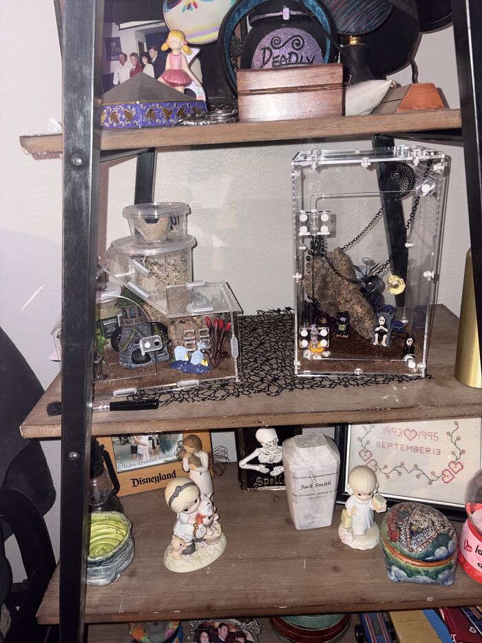My Fiancé Bought Mansions For Our Very Small Jumping Spiders 🤣