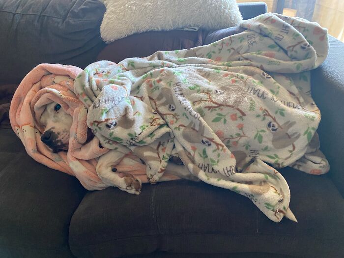 Burrito On Command Any Time It’s Below 70 Degrees (With A View When He Wants One)…. Among Many Other Things LOL