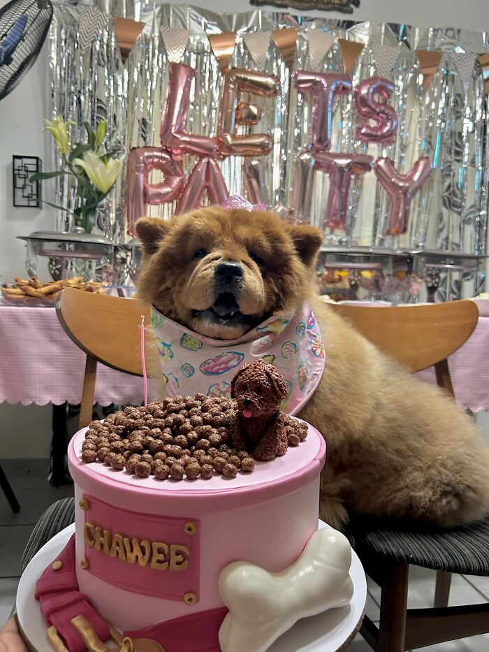 My Baby Left Me Last Year But I'm Still Thinking Of Throwing Her A Pawty This Year... ☹️🤍