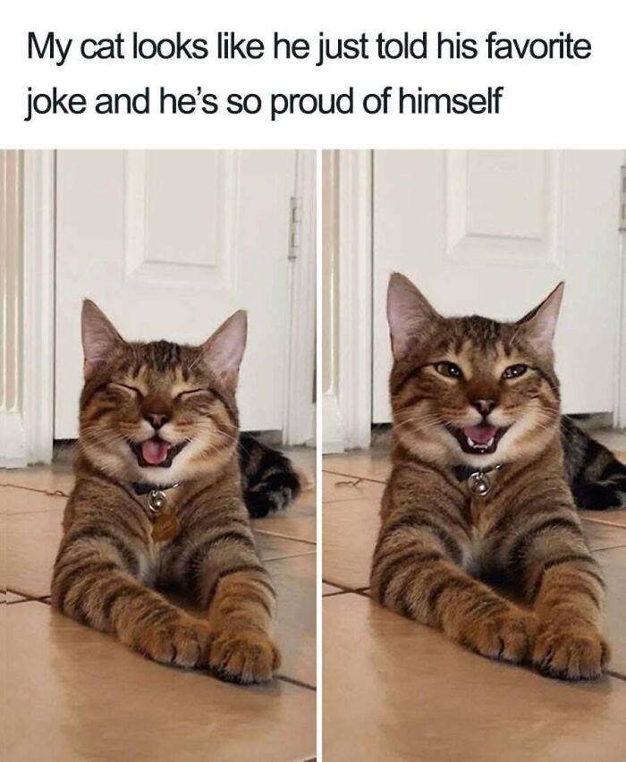 Hilarious cat memes of a smiling tabby cat looking proud after telling a joke