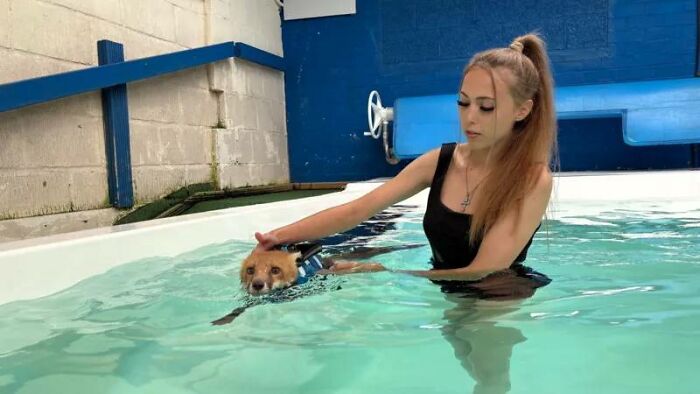 Woman guiding an injured fox kit taking swimming lessons in an indoor pool.