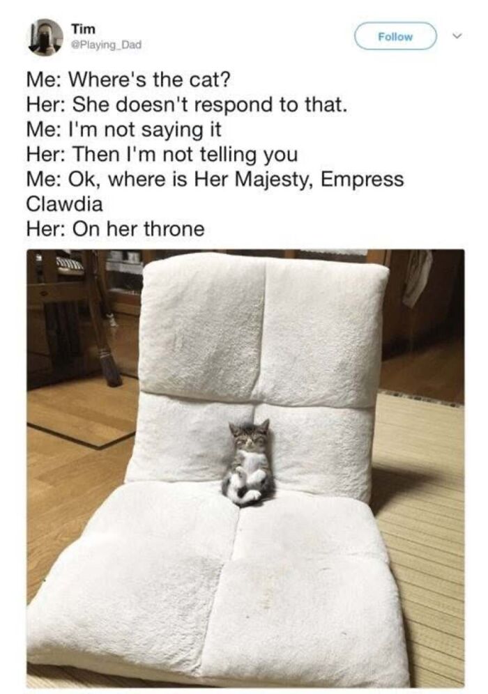Cat memes featuring a tiny kitten sitting on a huge white chair throne