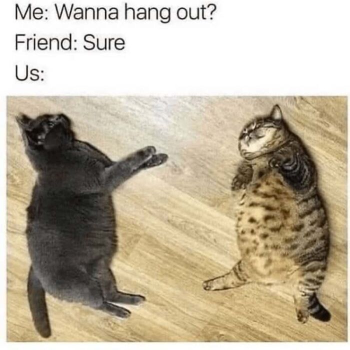 Funny cat memes showing two chubby cats lazily laying on the floor together