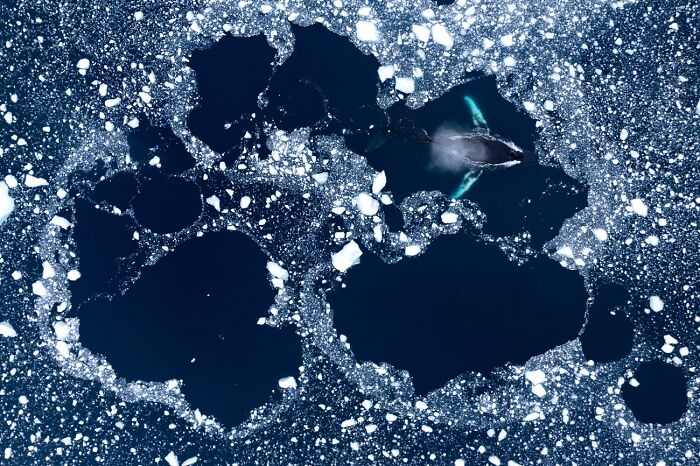 Aerial shot of whale swimming among fragmented sea ice in arctic photo