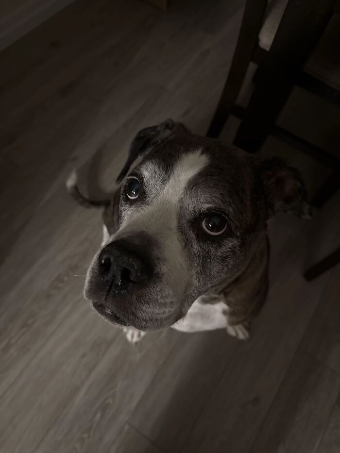 A brown and white dog looking up, from the viral TikTok trend about life stories with pets