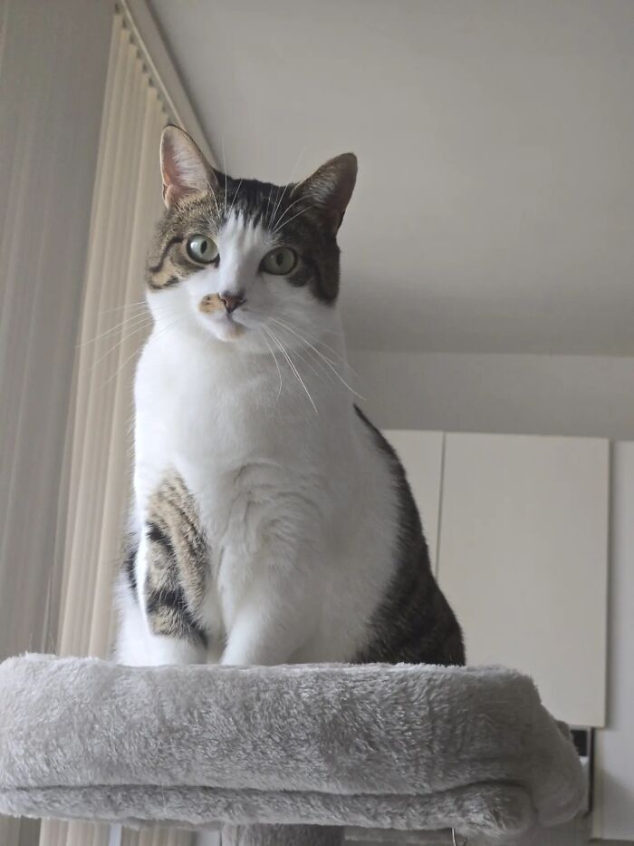 A domestic shorthair cat sitting on a grey cat tree, part of a pet life story trend