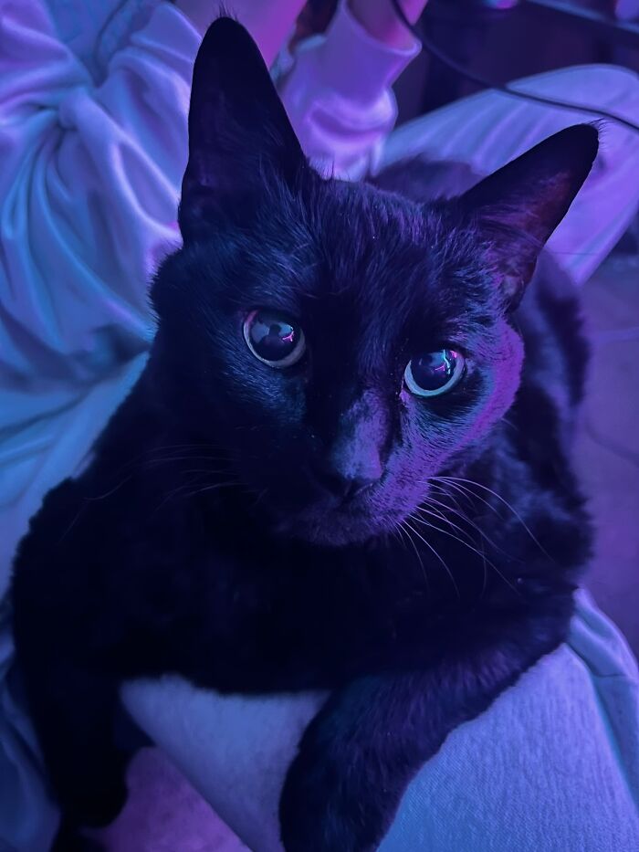 A black cat looking up, related to viral TikTok trend of sharing life stories with pets