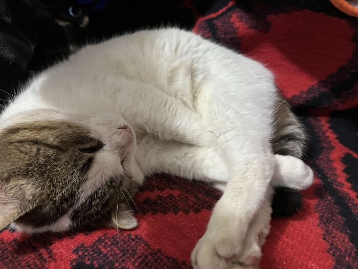 A fluffy white and brown cat sleeps curled up on a red blanket, a beloved pet from a TikTok trend.