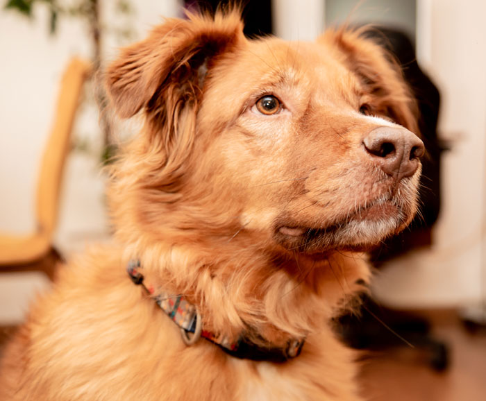 Close-up of a brown dog looking away, depicting pet custody conflicts in divorce stories.