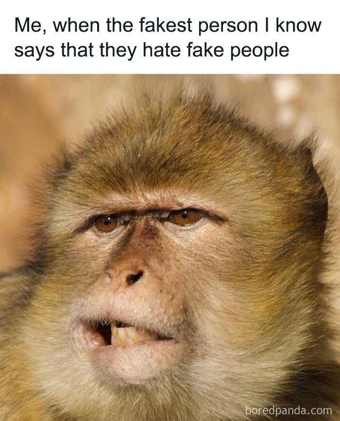 Amusing animal memes show a close-up of a skeptical monkey making a disgusted face at hypocritical behavior