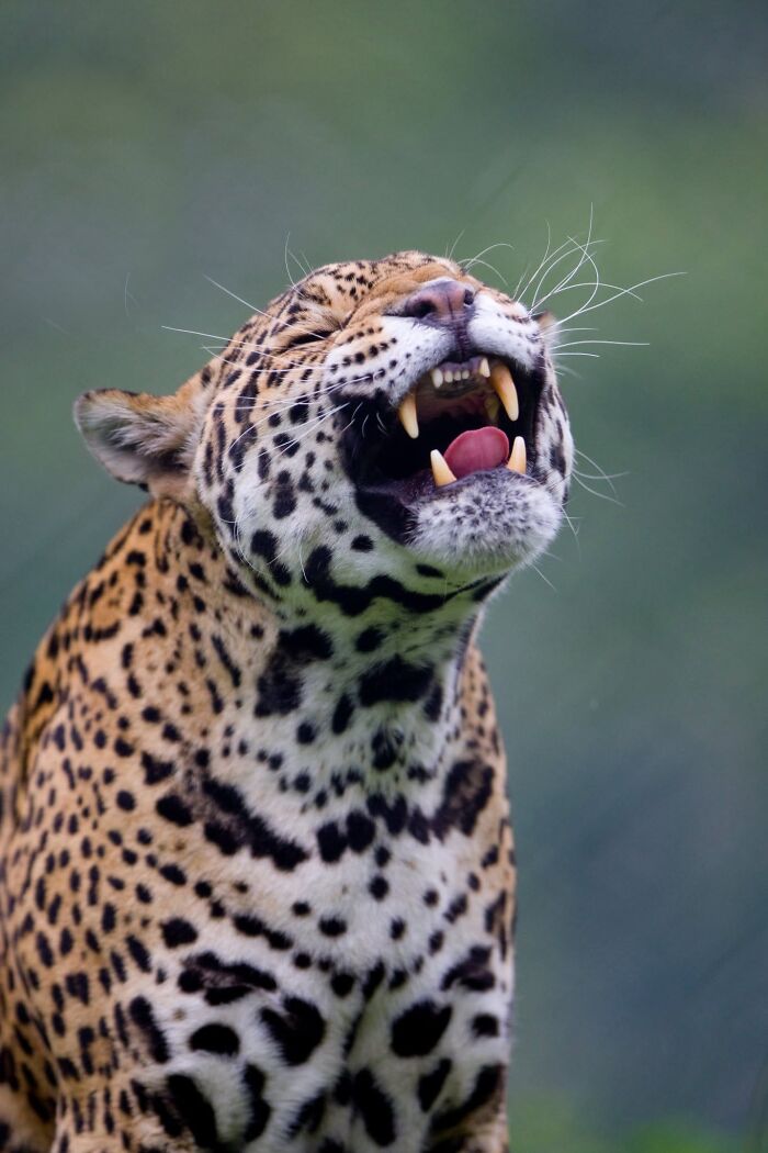 Reaction of a big cat jaguar yawning with its mouth open and showing sharp teeth.