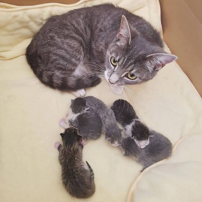 21 Heartwarming Photos Of Mama Cats And Their Kittens That Show A Mother’s Love Is Truly Special