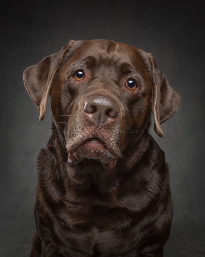 Close-up of chocolate labrador retriever in doggy coffee table portrait