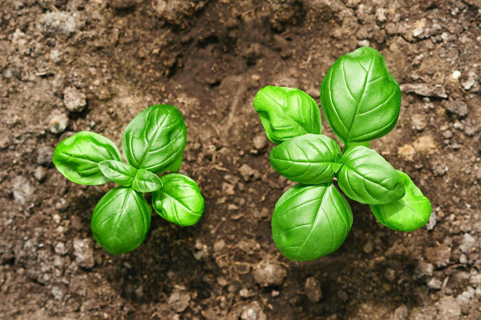 Two small green basil plants growing in soil, representing a partner's gardening questions