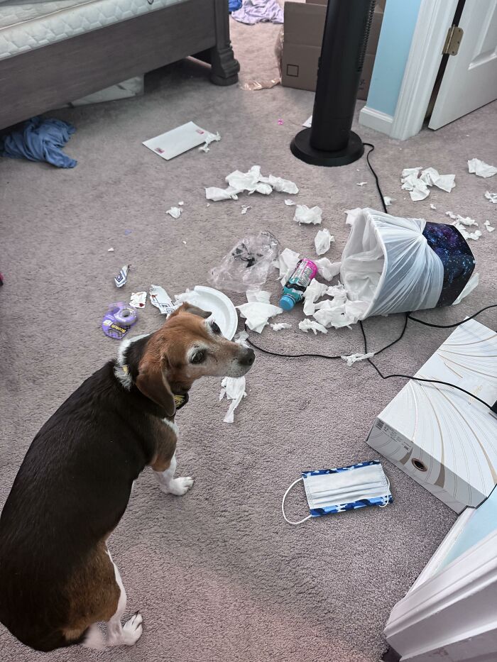 Beagle next to torn trash and tissue paper mess illustrating dog trouble