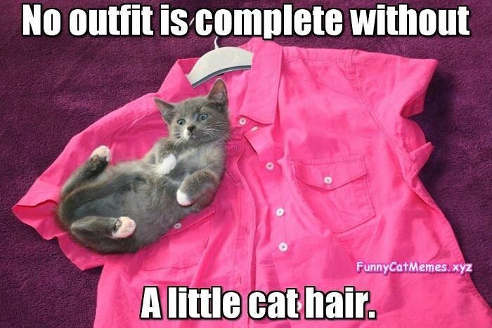 Cute kitten lying on pink shirt meme about cat hair on clothes