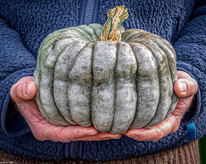A pair of hands holding a large grey ribbed pumpkin close to the body.