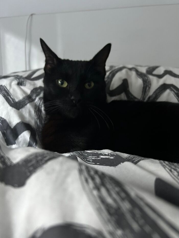 A sleek black cat lying on a patterned bedspread, showcasing beloved pets and their home stories