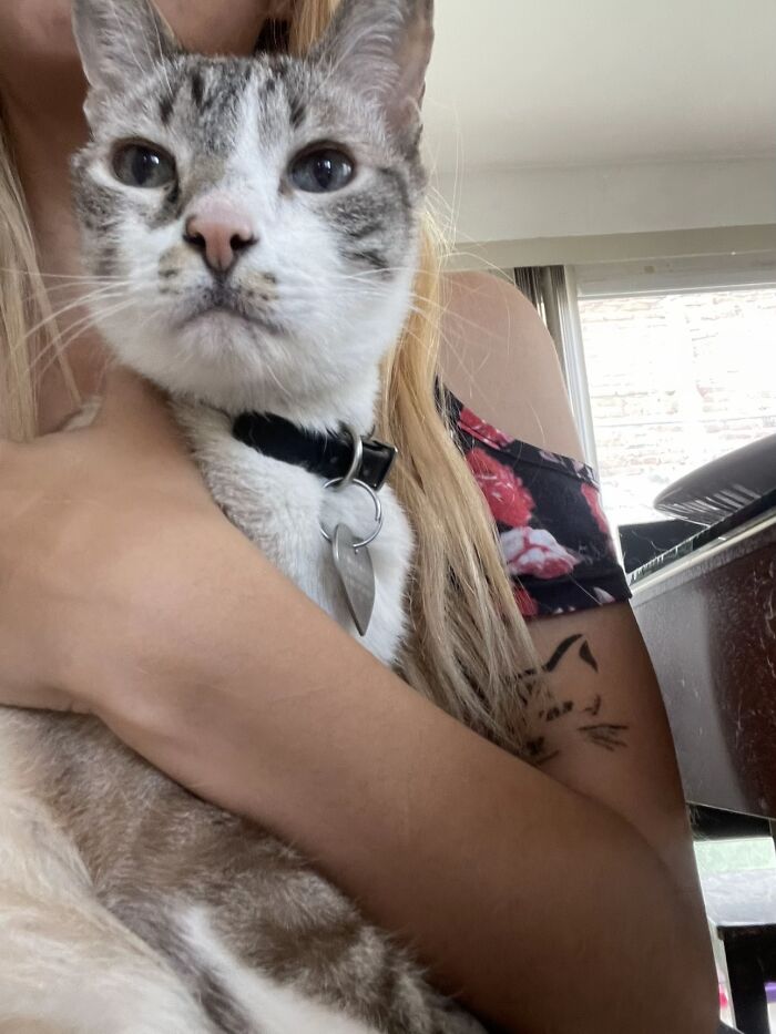 A white and grey cat being held close by its owner sharing life stories together