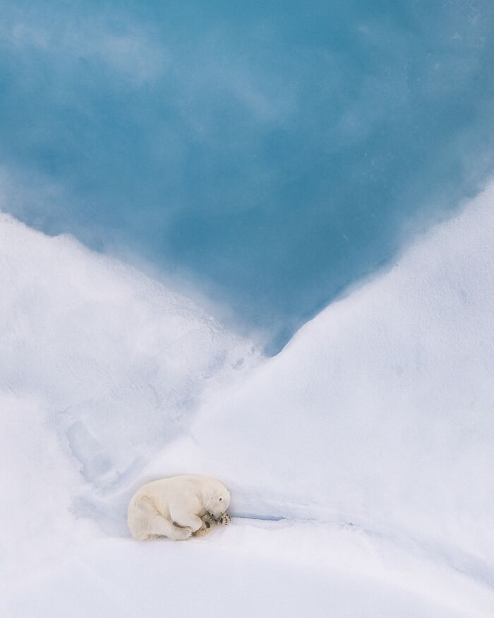 Polar bear cub curled up on icy snow near blue water, best pics 2026 Siena International Photo Awards