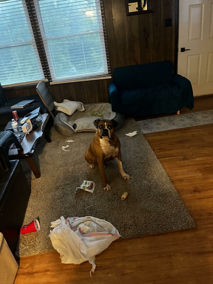 Boxer dog in messy living room after causing trouble indoors
