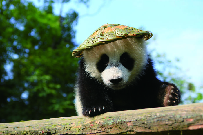 Cute giant panda cub wearing a small woven hat on a tree branch in a forest