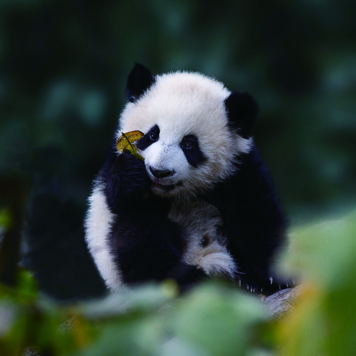 Giant panda cub holding a yellow leaf in a lush green habitat