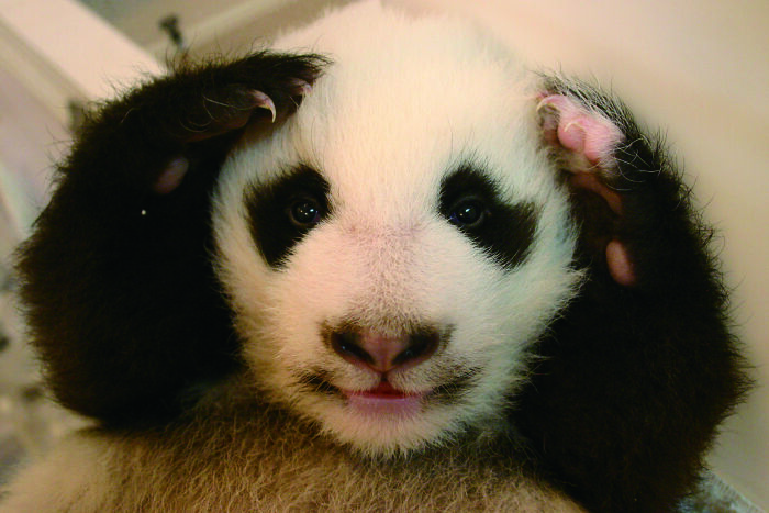 Adorable giant panda cub with paws on head