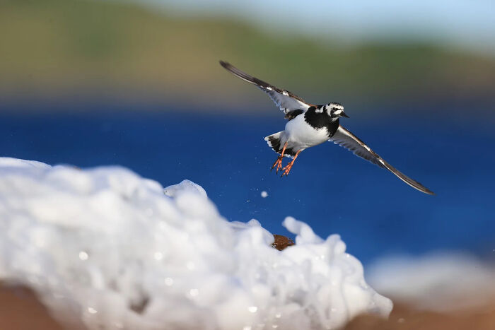 Runner-Up, Birds In Flight: Now, Where Is The Smorgasbord Section? By Maria Coleman