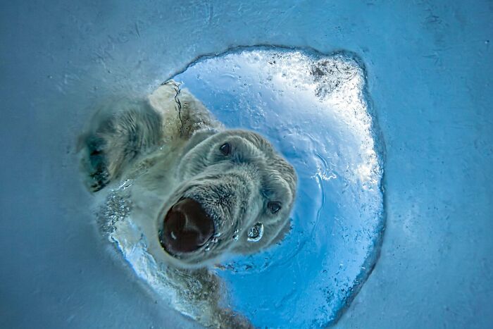 Polar bear looking up through a hole in the ice from the Ournature Environmental Photo Awards.