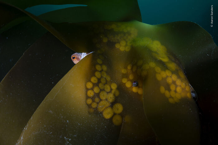 Underwater close-up of marine life with fish and eggs for wildlife photographer 2026