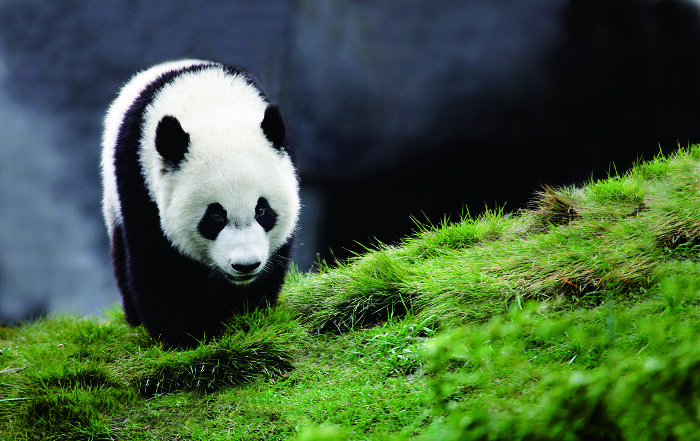 Giant panda walking on green grass in a natural habitat