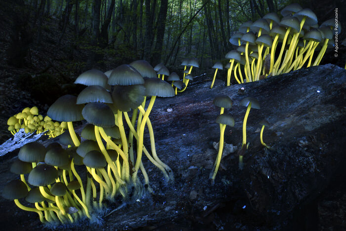 Glowing yellow mushrooms on log in forest for wildlife photographer 2026