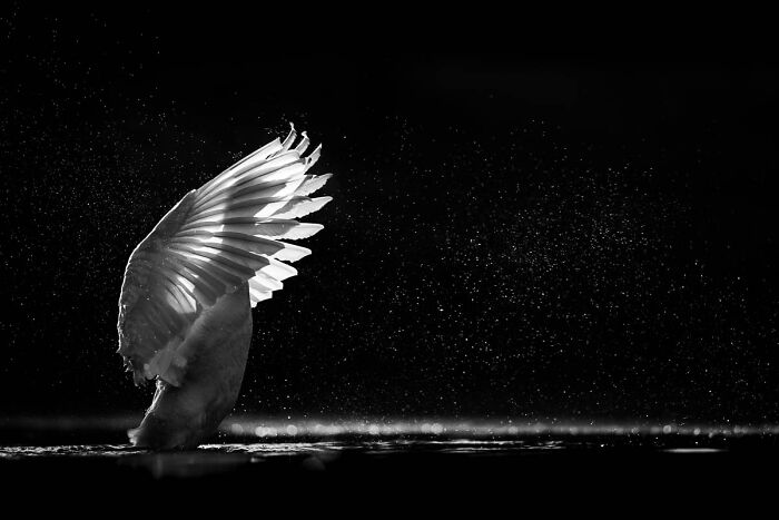 Black and white wildlife photo of a bird spreading its illuminated wing over dark water with splashing droplets