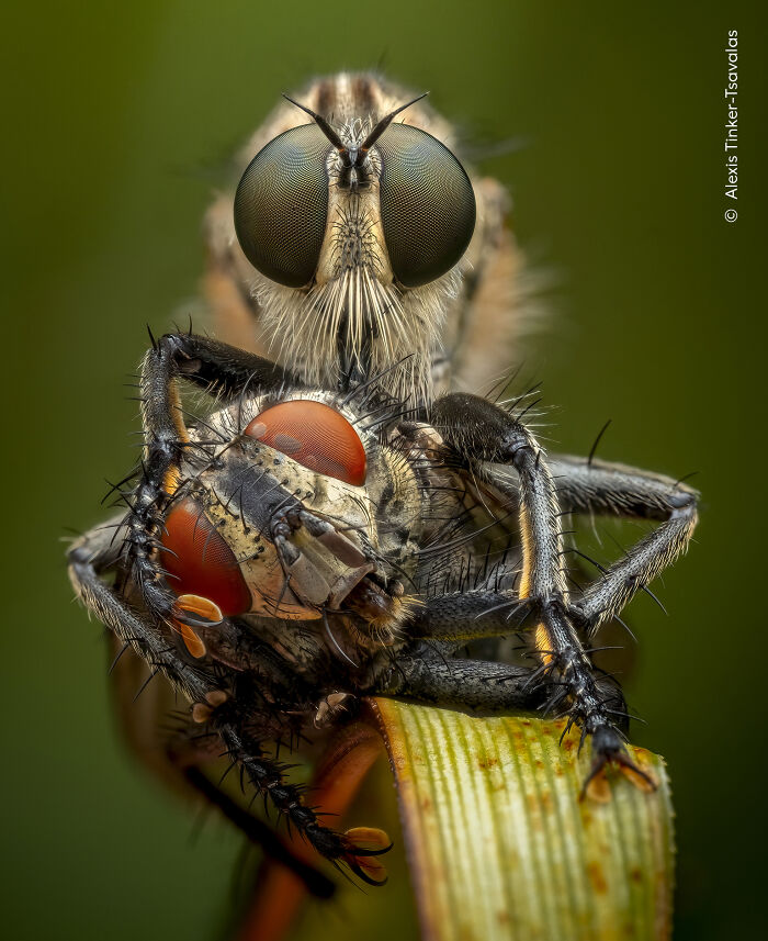 Close-up of insect eating another insect macro wildlife photographer picture