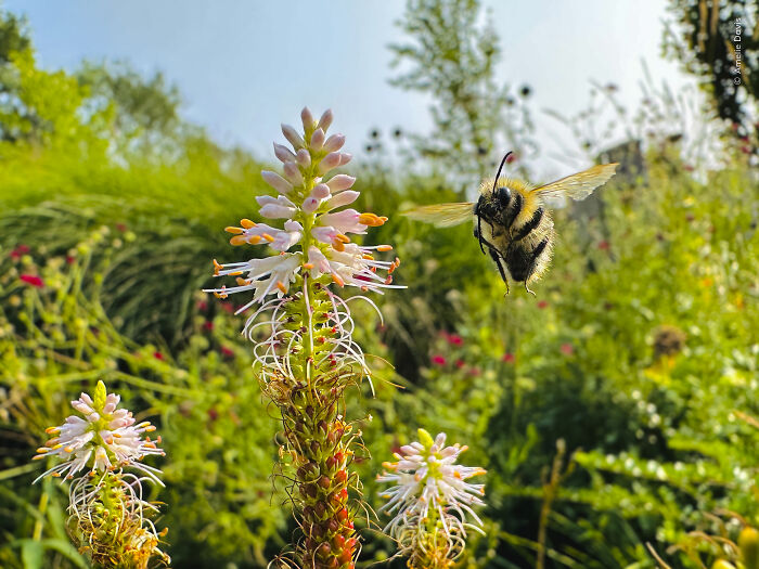 Bee approaching flower in colorful nature wildlife photographer photo