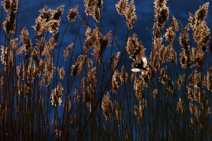 Small bird flying among tall reeds, featured in Ournature Environmental Photo Awards.