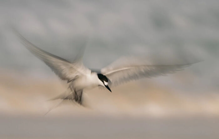 Birds In Flight: An Ethereal Tern By Michael Snedic