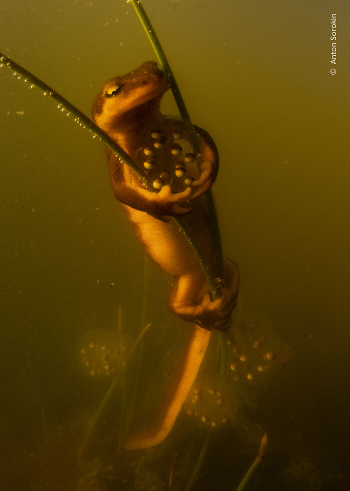 Underwater shot of newt holding eggs in nature wildlife photographer image