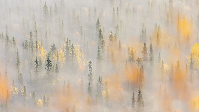 Misty forest landscape featuring tall pine trees from the Ournature Environmental Photo Awards.