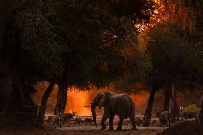 Elephant and antelope at sunset in breathtaking wildlife photo