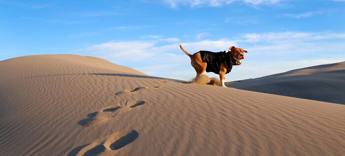 A photographer dog dressed in gear stands on sand dunes under a blue sky. A photographer dog dressed in gear stands on sand dunes under a blue sky.
