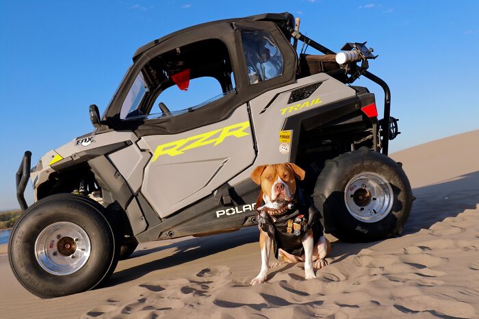 A brown and white dog wearing a leather vest next to an off-road vehicle during a Mad Max photoshoot. A brown and white dog wearing a leather vest next to an off-road vehicle during a Mad Max photoshoot.