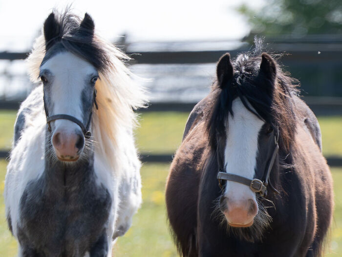 Two rescued horses standing side by side outdoors in a grassy field.