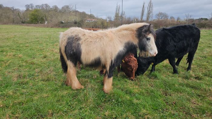 Small fluffy neglected pony standing in a grassy field alongside cows