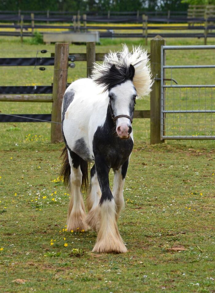 A rescued piebald pony trotting energetically across a grassy paddock with its mane blowing in the wind.