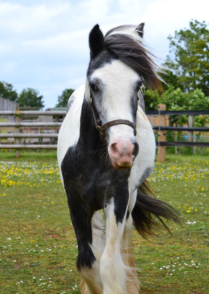 Close up of a rescued black and white pony looking straight ahead outdoors.