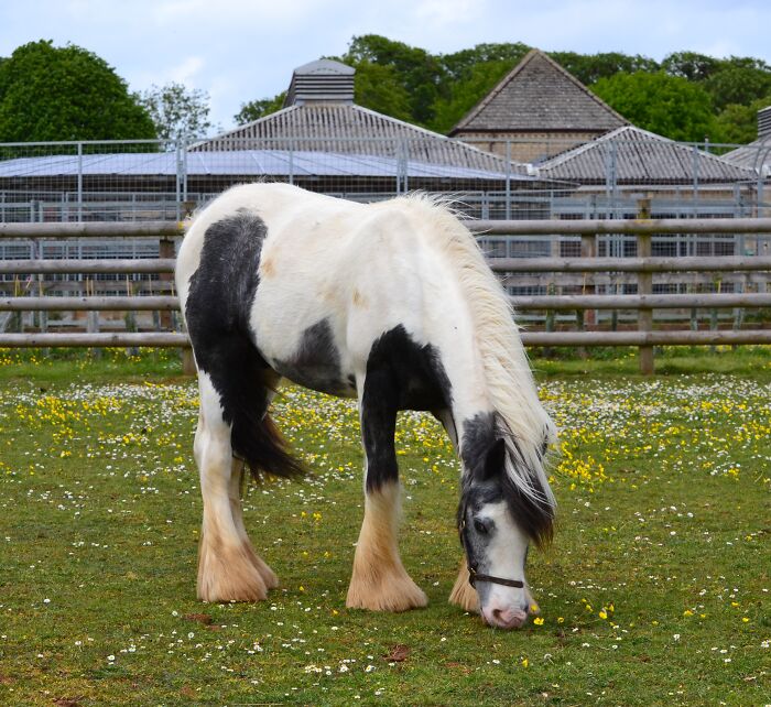 A rescued piebald pony grazing peacefully on a green grassy field filled with wildflowers.