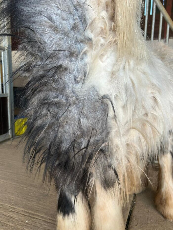 Extreme close-up of the thick matted fur of a neglected pony